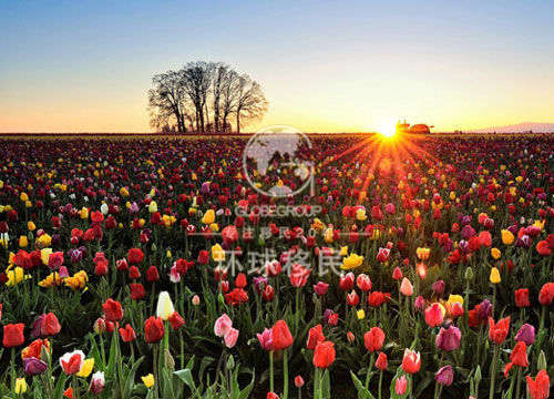 [技术类] 荷兰高技术移民申请条件大揭底--测一