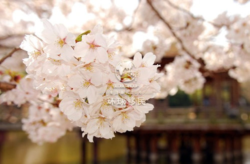 圣基茨以零移民监绝对优势取胜他国