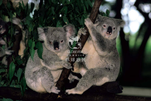 澳大利亚子女团聚移民解析