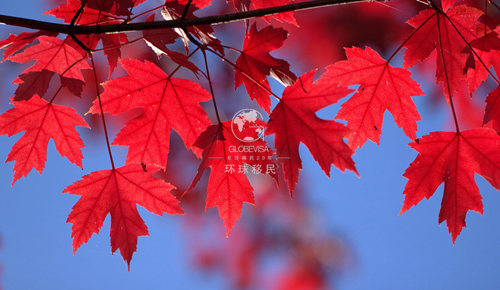 投资移民加拿大多少钱--哪个省费用最低?