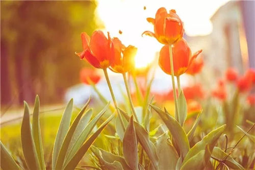 多米尼克护照_多米尼克护照使用_多米尼克护