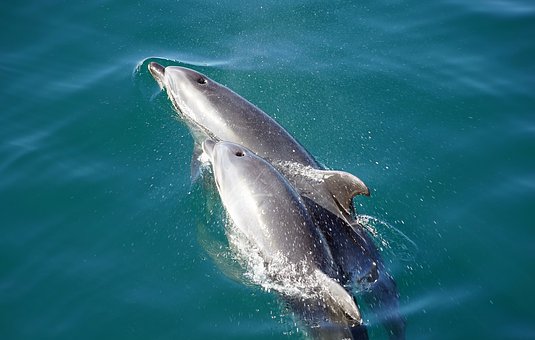 dolphins-2137659__340.jpg