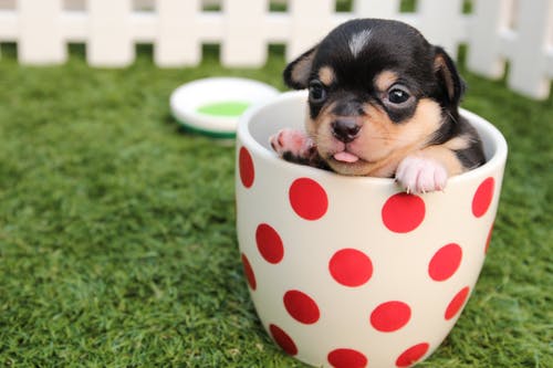 chihuahua-dog-puppy-cute-39317.jpg
